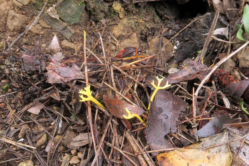 Clavulinopsis corniculata 1 - IMG_5033